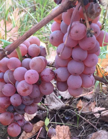 sadnica vinove loze Traminac