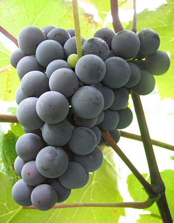 sadnica vinove loze Venus