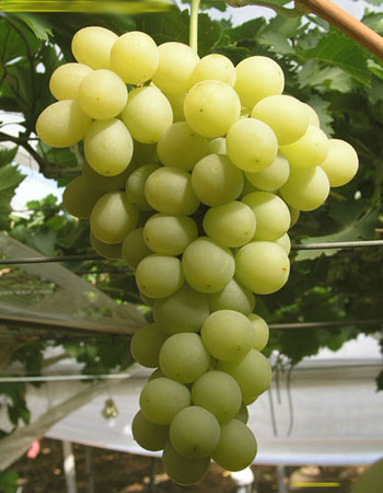 sadnica vinove loze Victoria