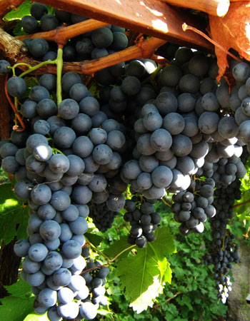 sadnica vinove loze Vranac