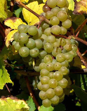 sadnica vinove loze Župljanka