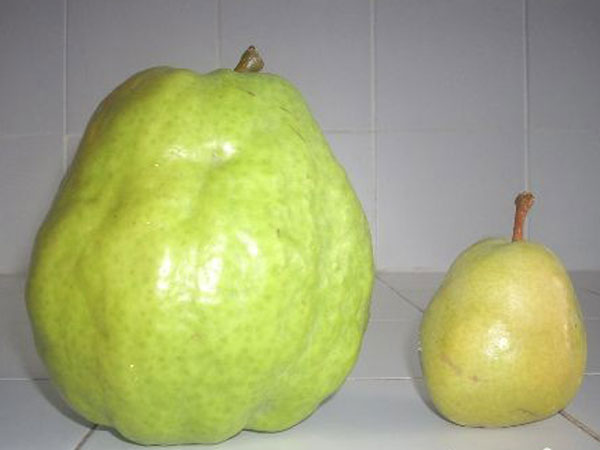 sadnica kruške Vodenjak (Jeribasma)